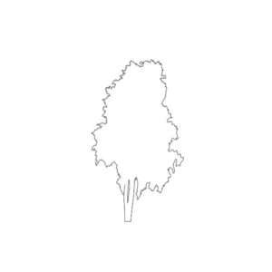 Tree Silhouette