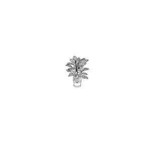 Indoor Plant Silhouette