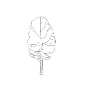 Tree Silhouette