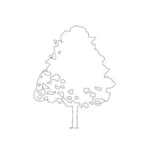 Tree Silhouette
